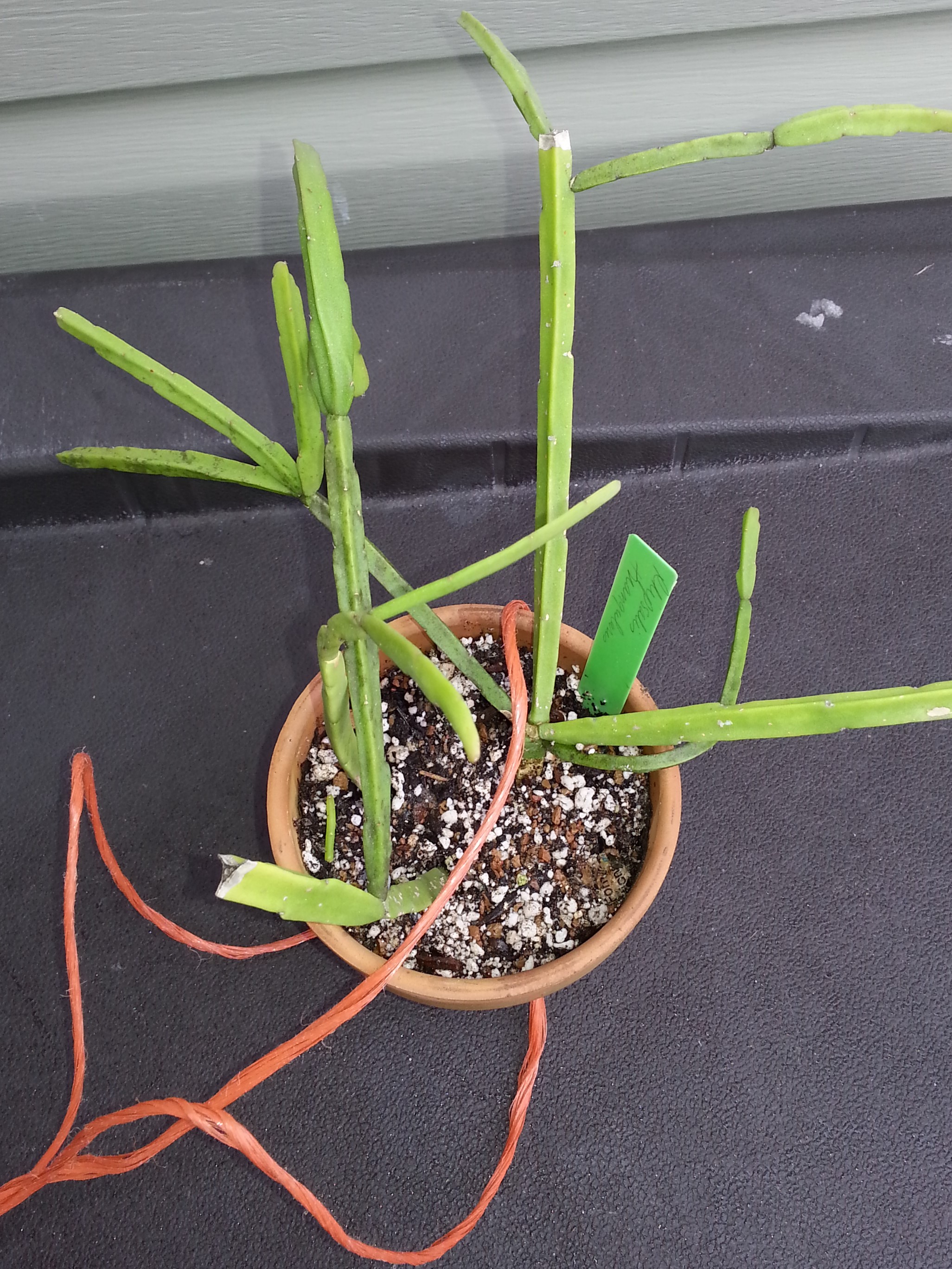 http://www.cloudjungle.com/cloudjungle/Cactaceae/Rhipsalis/rhipsalis triangularis.jpg